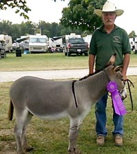 Morning Glory Dublin .....Grand Champion Gelding at Darke County Fair 2015 Donkey and Mule Show.