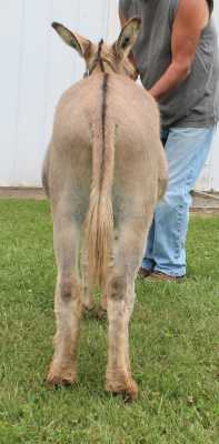 Morning Glory Dublin