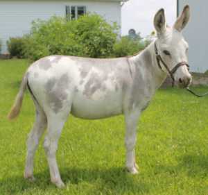 Morning Glory Liberty