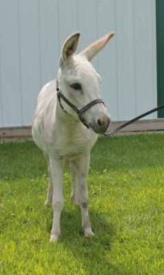 Morning Glory Liberty