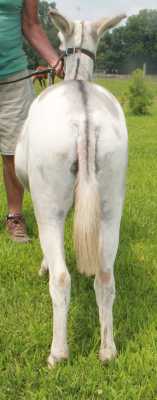 Morning Glory Liberty