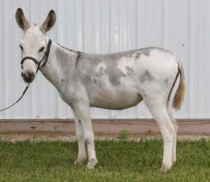 Morning Glory Liberty