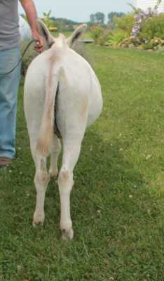 Morning Glory Springer