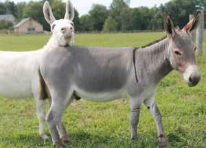 Morning Glory Dublin