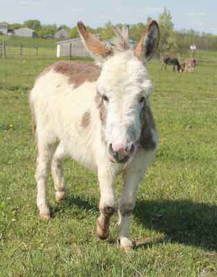 Morning Glory Samaset