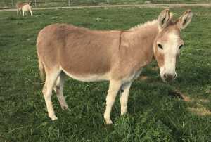 Windcrest Little Daffodil