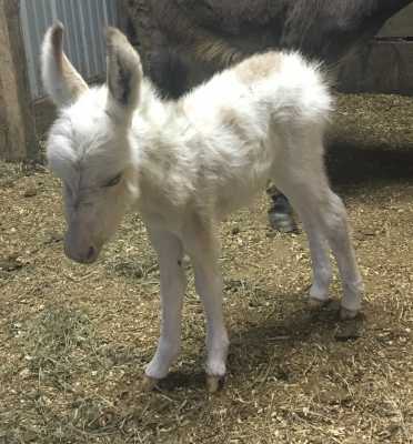 Morning Glory  Sprinkle
