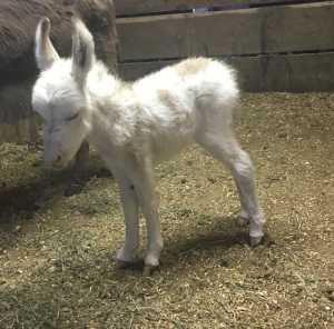 Morning Glory  Sprinkle