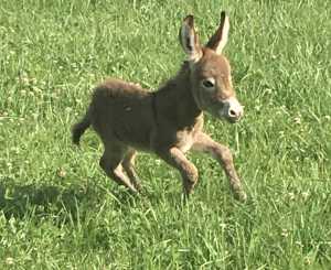 Morning Glory Mac O Chee