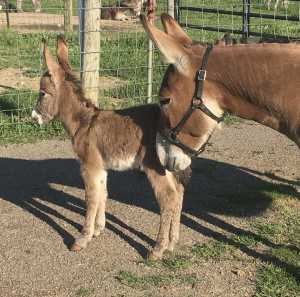 Morning Glory Mac O Chee