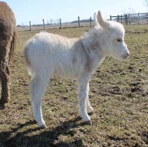 Morning Glory Foxfire