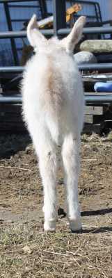 Morning Glory Foxfire