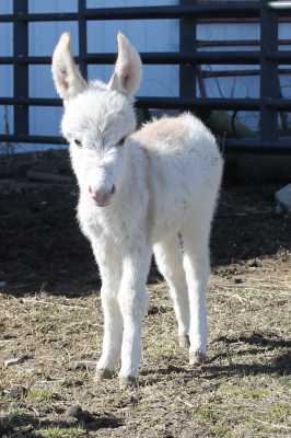 Morning Glory Foxfire