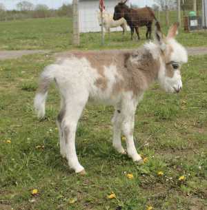 Morning Glory Titan Moon