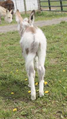 Morning Glory Titan Moon
