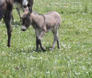 Morning Glory Patriot