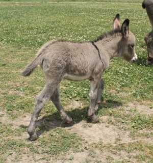 Morning Glory Patriot