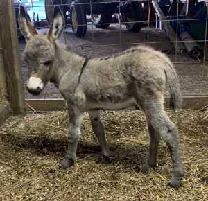 Morning Glory Patriot