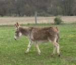 Ass-Pirin Acres Wynona