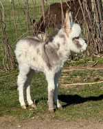 Morning Glory Crossfire