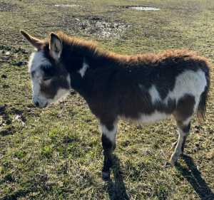 Morning Glory Avalon