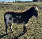 Morning Glory Avalon